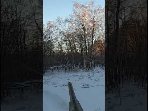 Видео: Загонная охота на лося  Очень долгая выдержка