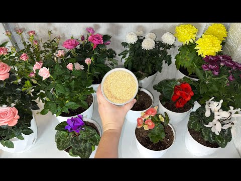 Видео: СРОЧНО в ФЕВРАЛЕ НАЛЕЙ под ГЕРАНЬ и Любые КОМНАТНЫЕ ЦВЕТЫ и даже чахлый цветок вмиг ЯРКО ЗАЦВЕТЕТ