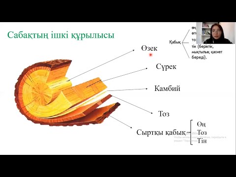 Видео: Биология "Өсімдік мүшелері" - өсімді мүшелер