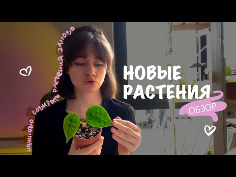 Видео: ОБЗОР коллекции растений. НАЧИНАЮ заново в Белграде.