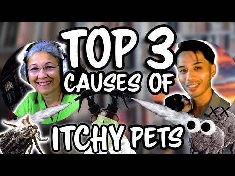 Видео: Узнайте причины зуда кожи у домашних животных