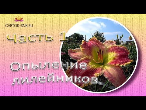 Видео: Опыление лилейников. Часть 1 / Сад Ворошиловой