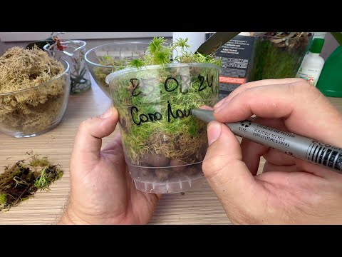 Видео: классическое ДО наращивание корней орхидеи: живой мох сфагнум для орхидей