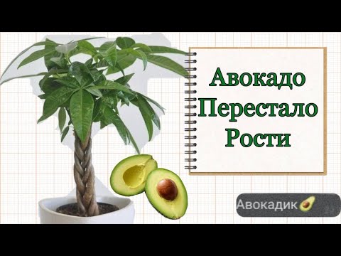 Видео: Авокадо не растет, что делать? / Как ухаживать за деревом авокадо / Luchek_