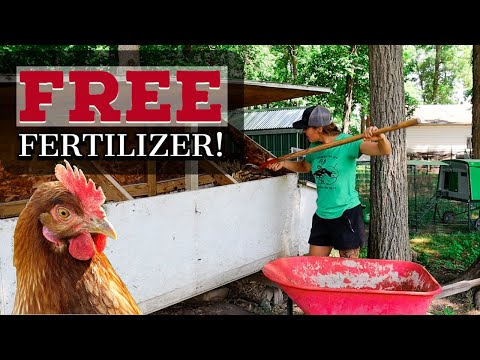 Видео: Использование куриного помета в саду
