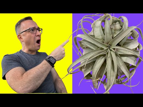 Видео: Как поливать тилландсии или воздушные растения: это может вас ШОКИРОВАТЬ!