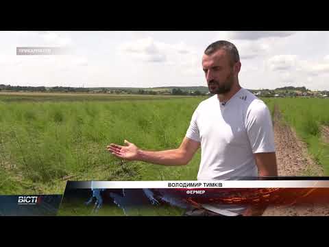 Видео: Бізнес на спаржі