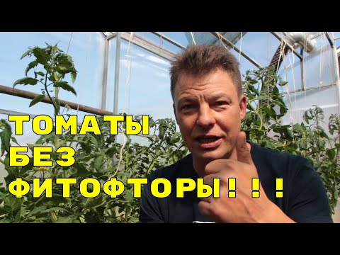 Видео: У меня фитофторы нет. Полный подробный рецепт для защиты томатов (помидор) от фитофторы