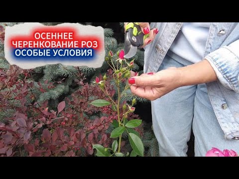 Видео: УКОРЕНЕНИЕ РОЗ ОСЕНЬЮ. ПОЧЕМУ ПРИЖИВАЕТСЯ ТРИ ЧЕРЕНКА ИЗ ДЕСЯТИ И ЭТО ОТЛИЧНО!