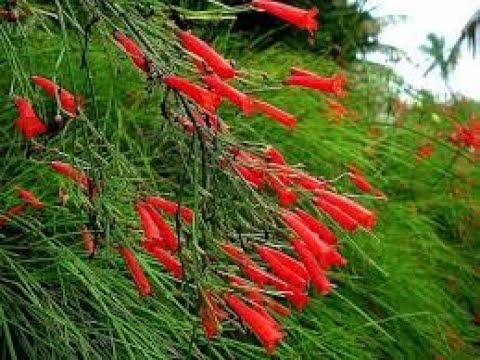 Видео: Русселия. Саженцы