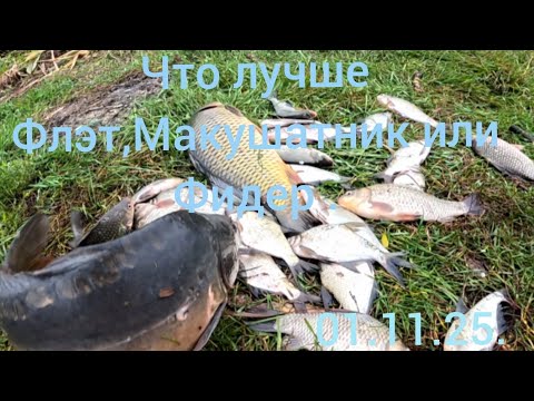 Видео: Что лучше макушатник, Флэт или фидер.01.11.25.