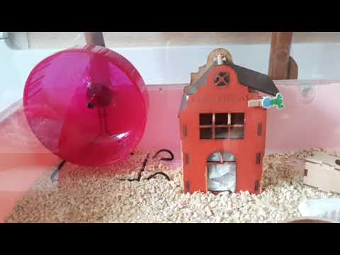 Видео: Клетка дюна, Ferplast duna mini hamster, шикарный дом для хомяка джунгарик🔥🧡🤗