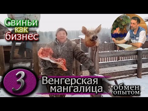 Видео: ЗАБОЙ ХРЯКА  /  ВЕНГЕРСКАЯ МАНГАЛИЦА