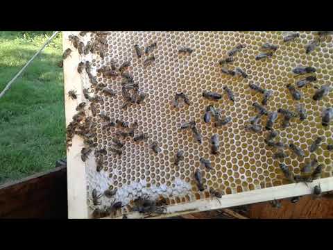 Видео: Заливает ли КАРНИКА гнездо, мифы или реальность, 1 серия....