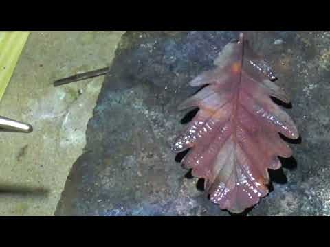 Видео: Обжиг листьев