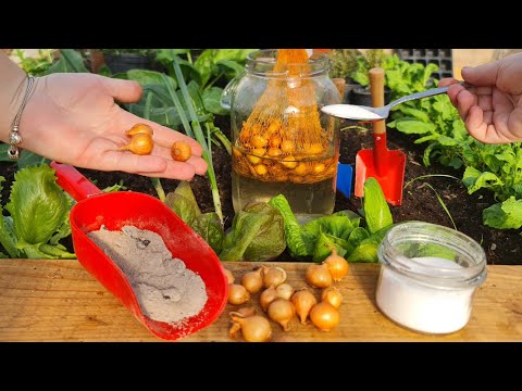 Видео: Я всегда это делаю перед посадкой лука, чтобы защититься от вредителей и болезней!