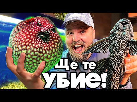 Видео: КУПИХМЕ НАЙ-ОТРОВНАТА РИБА за АКВАРИУМ!!!