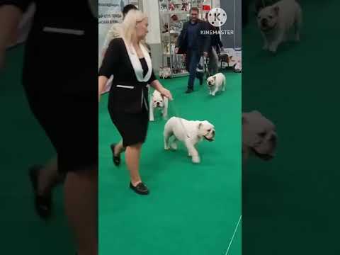 Видео: 05.10.2025 г. Монопородная выставка ранга КЧК в каждом классе. г. Москва. Судья Васильев Олег