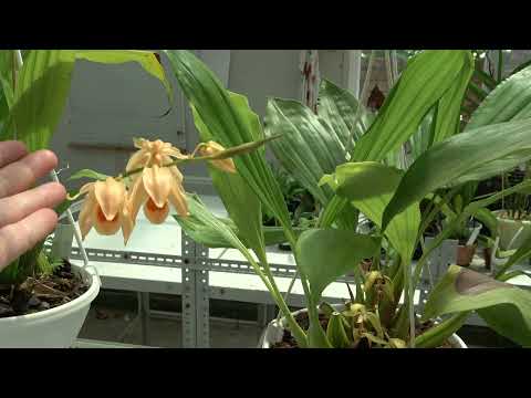 Видео: Цветение 2022. Coelogyne asperata , Coelogyne usitana, Coelogyne Fluffy Bob, Coelogyne huettneriana