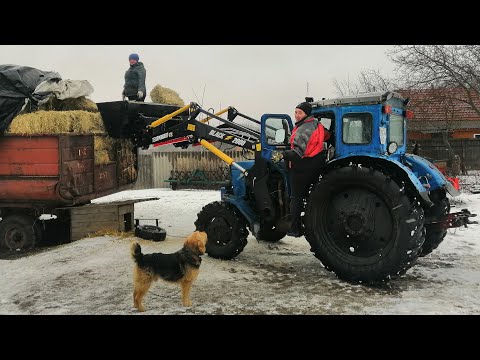 Видео: Сільське хазяйство, Трактора Т-40АМ,ЮМЗ-6, Корови страйкують...