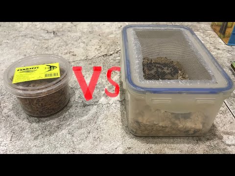 Видео: Гаммарус vs жук знахарь что лучше подходит муравьям?