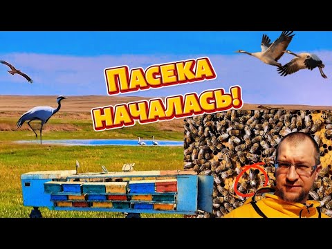 Видео: Пчелосезон начался! Степь ожила!