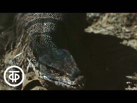 Видео: В объективе - животные. Главного глазами не увидишь (1988)