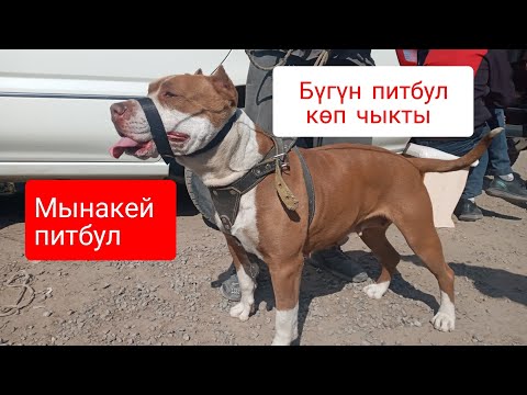 Видео: Алабай/Авчарка/Питбул ж/а башка иттер/Ит базар