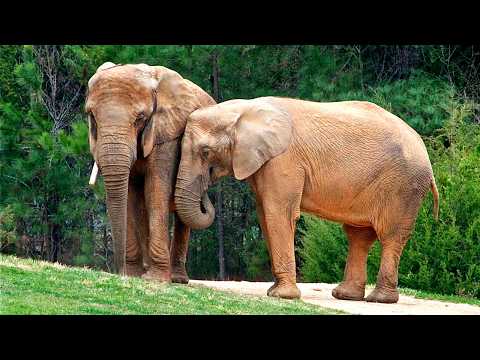 Видео: 🐘 Интересные факты про жизнь слонов