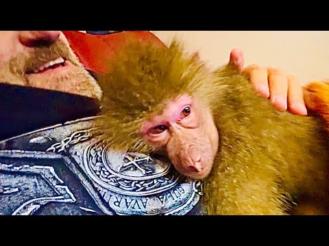 Видео: Люська ВОРВАЛАСЬ в дом как бабка Ежка и устроила моментальный бардак, Потом искупалась и успокоилась