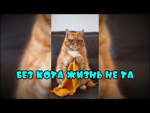 Видео: Без кота жизнь не та #смешныекоты