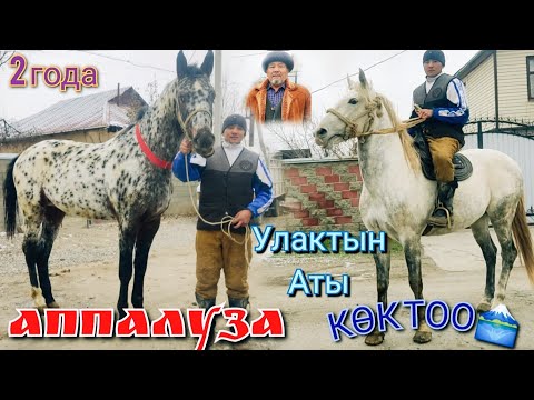 Видео: чаар ала АППАЛУЗА😱КӨК ТОО УЛАКТЫН АТЫ🐴6 декабря 2022 г.
