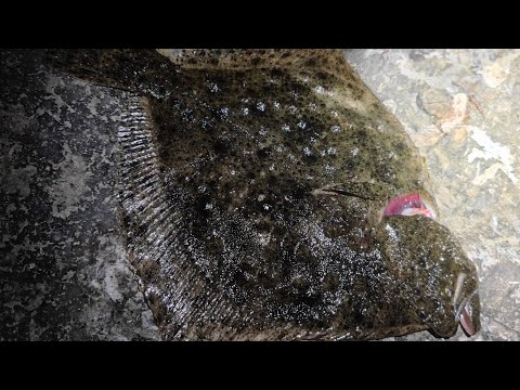 Видео: Оснастка на камбалу. Как сделать.