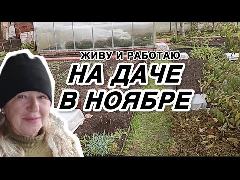 Видео: Осенний марафон на даче 🍂 Работаю ночами, укрываю клематисы и любуюсь хризантемами!