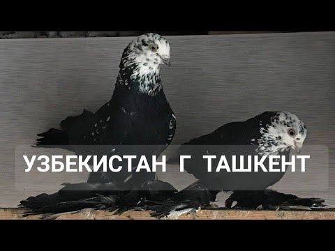 Видео: ГОЛУБИ Д.ДИЛШОДА,ТАСМАН,АГАРАН,ГУЛЬСАР, СИЗАК,ЖУК,И ДРУГИЕ TAUBEN PIGEONS