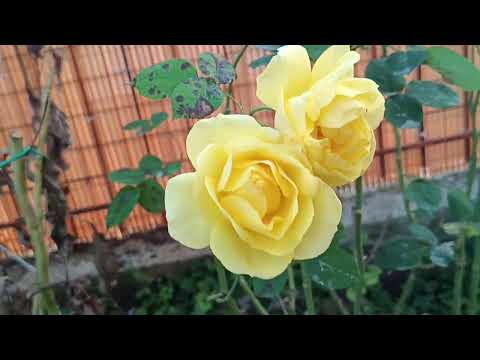 Видео: Солнышка Вам утреннего , тепла , счастья и МИРА!!!,🙏🙏🙏🥰🥰🥰🥰💋❤️