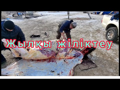 Видео: Жылқы жіліктеу және қазы шығару