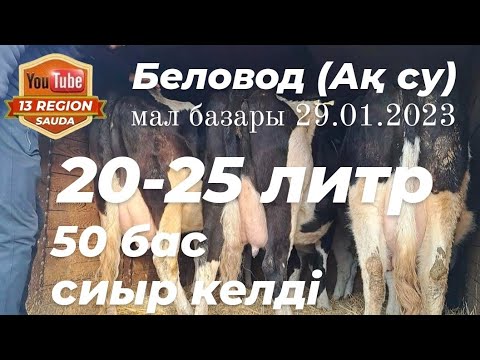 Видео: Екі-үш күнде арнайы түсірілім жасаймын осы 20-25 литр сүтті сиырларға Құдай қаласа. 🐄 📹 📸