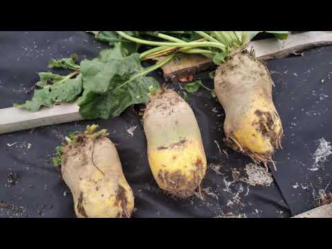 Видео: кормовые корнеплоды. свекла.