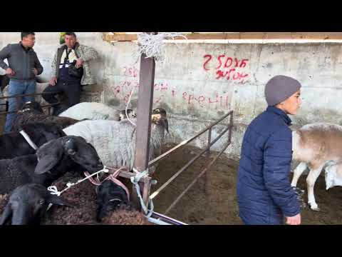 Видео: КОЙ БАЗАР ЗОР БОЛДУ НООКАТ КОЙ БАЗАРЫ 2-Ноябрь 