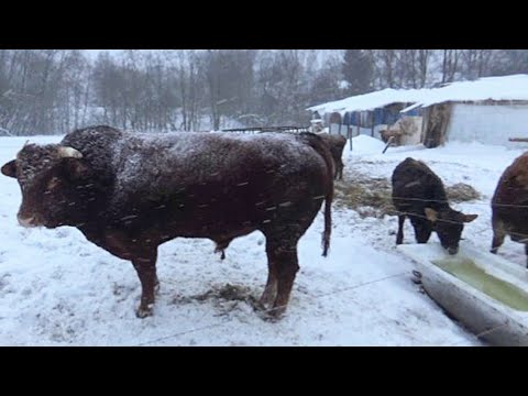 Видео: Помесный КРС. Костромская+Лимузинская породы, что на выходе?