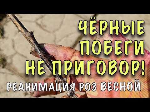 Видео: НЕ СМЕЙТЕ ВЫКАПЫВАТЬ! Открыли РОЗЫ, а ОНИ ЧЁРНЫЕ! Спасти ЛЕГКО! Готовим ВОЛШЕБНЫЙ ЭЛЕКСИР!