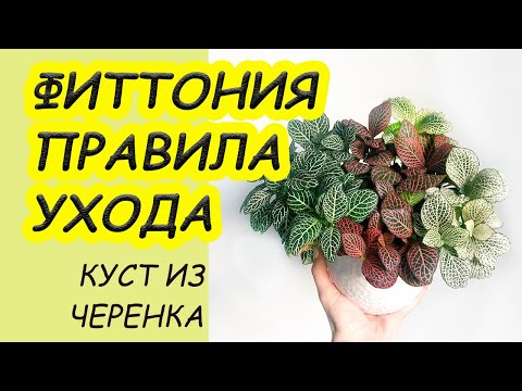 Видео: Простые, но важные правила ухода за ФИТТОНИЕЙ. Размножение, подкормка, сезоны