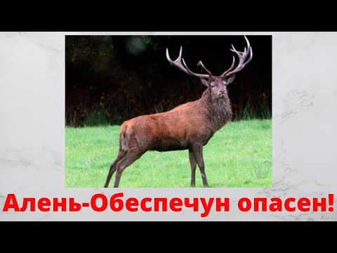 Видео: Алень обеспечун! Лучше обойти!