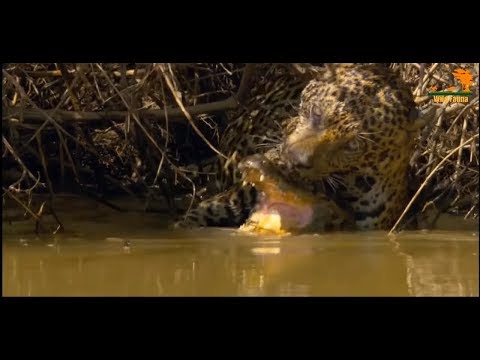 Видео: Wild Fauna / Охота больших кошек / Top Cats / Лучшие кошки