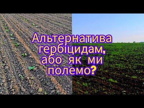 Видео: Досходовий не спрацював або як ми полемо НЕ САПОЮ. Гарбузова прополка