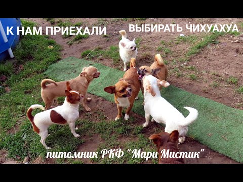 Видео: К нам приехали выбирать ПОДРОЩЕННОГО щенка 26.01.25 КОГО выберут ? #купитьчихуахуапродаю 89215950848