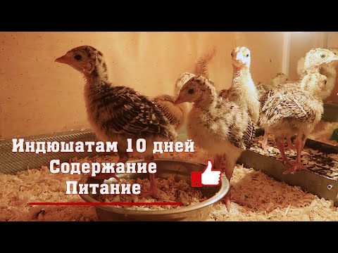 Видео: Индюшатам 10 дней