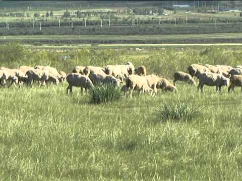 Видео: Агинский Бурятский округ. Итоги 2015 года