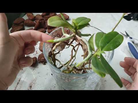 Видео: Групповая посадка орхидей в закрытую систему